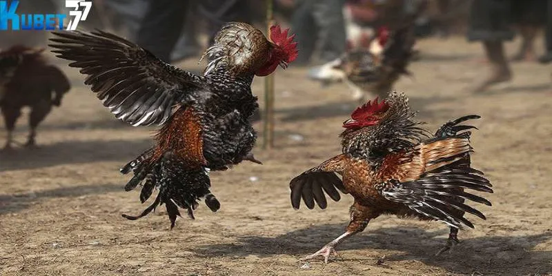 3 cửa cược chính trong sảnh đá gà trực tuyến