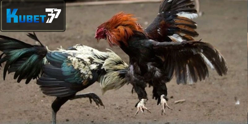 Bạn có thể xem và cá cược đá gà cựa dao mỗi ngày tại nhà cái Bạn có thể xem và cá cược đá gà cựa dao mỗi ngày tại nhà cái