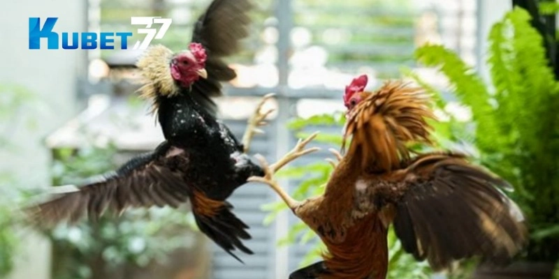 Cách thức chơi đá gà Kubet77 cho người mới tham gia. Cách thức chơi đá gà Kubet77 cho người mới tham gia.