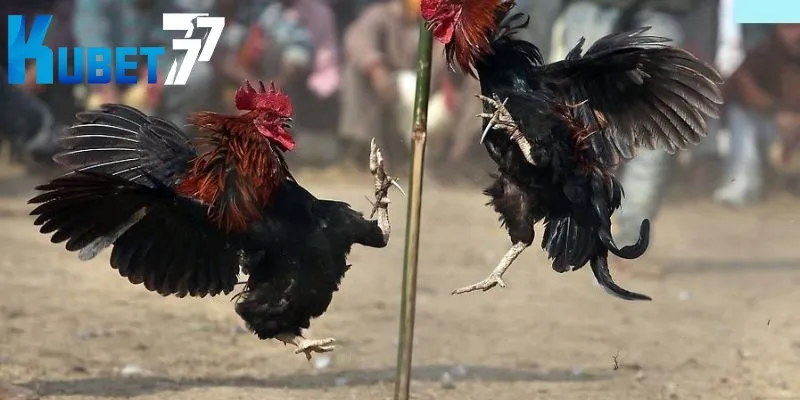 Chú ý đến luật chơi cá cược đá gà