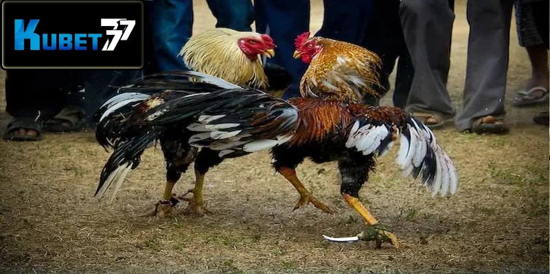 Đá gà cựa dao, bộ môn cá cược online đặc sắc Đá gà cựa dao, bộ môn cá cược online đặc sắc