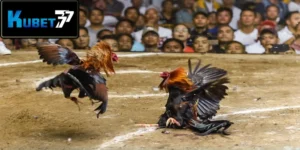 da ga cua dao kubet77