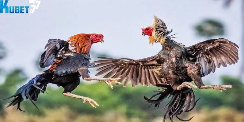 Đá gà nòi một phần không thể thiếu trong bản sắc văn hóa của nhiều quốc gia