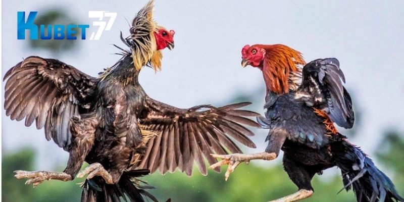 Một số kinh nghiệm hay khi chơi đá gà Kubet77 bạn nên tham khảo. Một số kinh nghiệm hay khi chơi đá gà Kubet77 bạn nên tham khảo.