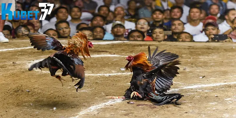 Nghiên cứu kỹ cách chấp tiền trong đá gà 