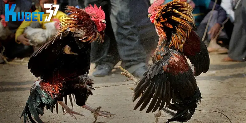 Người chơi mới cần nắm rõ luật đá gà chọi khi cá cược tại Kubet77