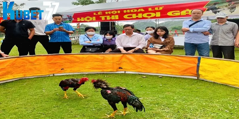 Nhiều giải đấu sẽ xếp hạng đá gà theo tuổi và cựa 