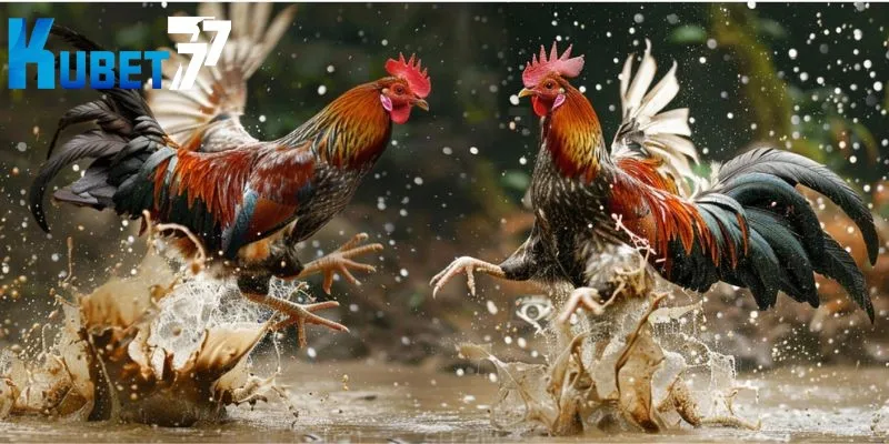 Trường gà Mộc Bài uy tín